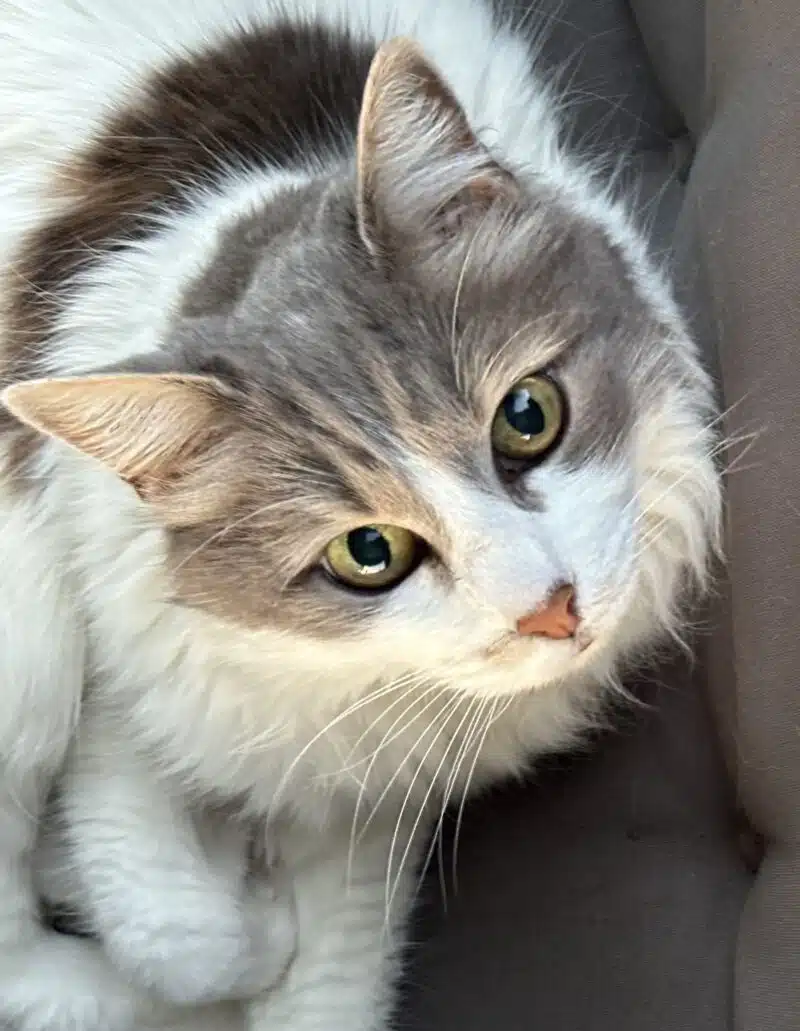 Katzenfeeling by Nadine Petzel